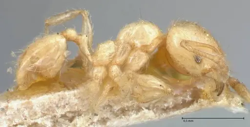 Pheidole subarmata specimen FOCOL1556 image focol1556_4