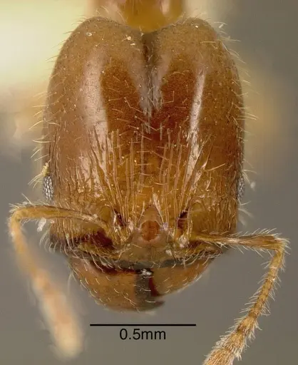 Pheidole subarmata specimen INBIOCRI001281170 image inbiocri001281170_1