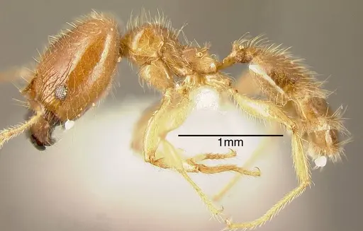 Pheidole subarmata specimen INBIOCRI001281170 image inbiocri001281170_2