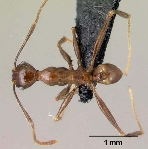 Pheidole submonticola specimen CASENT0179657 image casent0179657_1