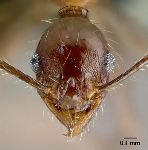 Pheidole submonticola specimen CASENT0179657 image casent0179657_2