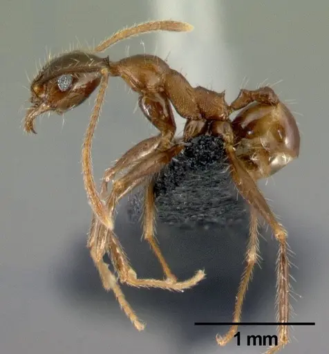 Pheidole submonticola specimen CASENT0179657 image casent0179657_3