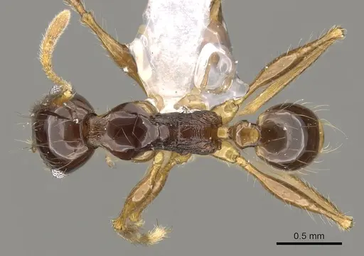 Pheidole submonticola specimen CASENT0901625 image casent0901625_1