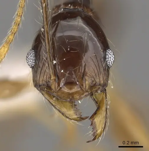 Pheidole submonticola specimen CASENT0901625 image casent0901625_2