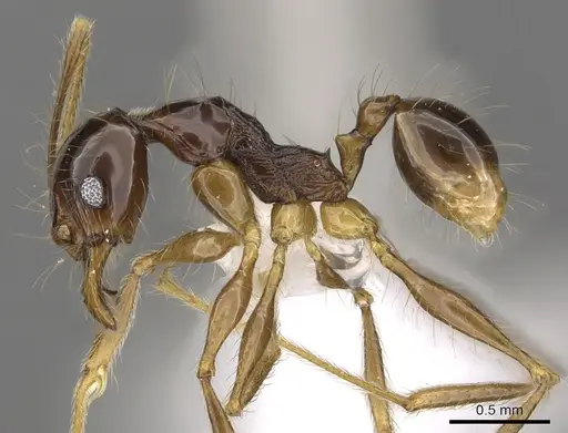 Pheidole submonticola specimen CASENT0901625 image casent0901625_3