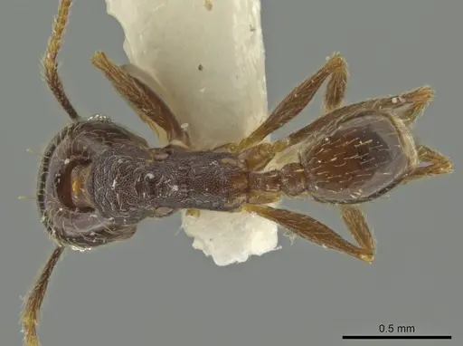 Pheidole subnuda specimen JTLC000016542 image jtlc000016542_1