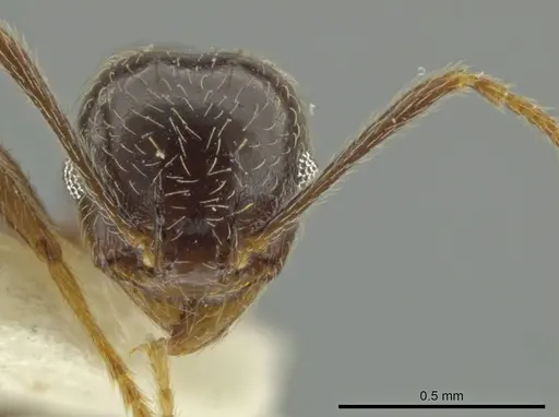 Pheidole subnuda specimen JTLC000016542 image jtlc000016542_2