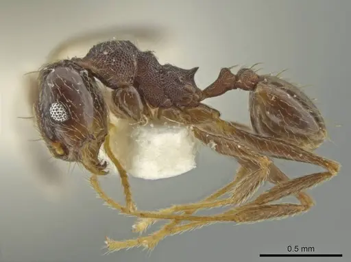 Pheidole subnuda specimen JTLC000016542 image jtlc000016542_3