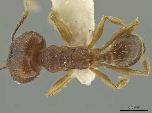 Pheidole subnuda specimen JTLC000016543 image jtlc000016543_1