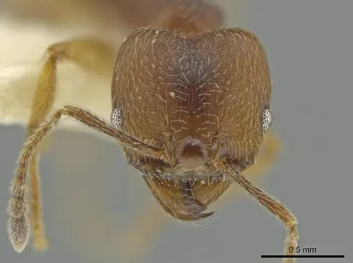Pheidole subnuda specimen JTLC000016543 image jtlc000016543_2