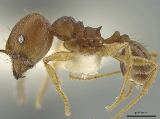 Pheidole subnuda specimen JTLC000016543 image jtlc000016543_3
