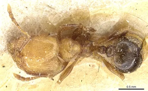 Pheidole subreticulata specimen CASENT0904401 image casent0904401_1