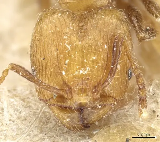 Pheidole subreticulata specimen CASENT0904401 image casent0904401_2