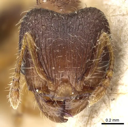 Pheidole subreticulata specimen CASENT0904402 image casent0904402_2