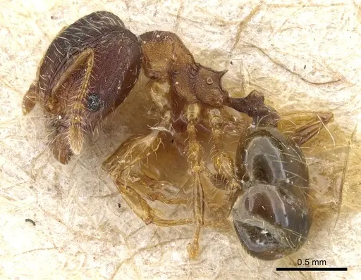 Pheidole subreticulata specimen CASENT0904402 image casent0904402_3