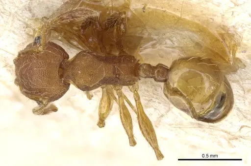 Pheidole subreticulata specimen CASENT0904403 image casent0904403_1