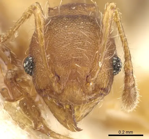 Pheidole subreticulata specimen CASENT0904403 image casent0904403_2