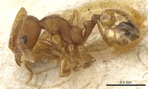Pheidole subreticulata specimen CASENT0904403 image casent0904403_3
