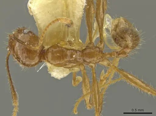 Pheidole subsphaerica specimen JTLC000016544 image jtlc000016544_1