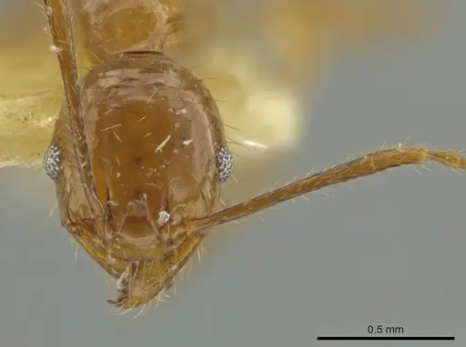 Pheidole subsphaerica specimen JTLC000016544 image jtlc000016544_2