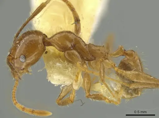 Pheidole subsphaerica specimen JTLC000016544 image jtlc000016544_3
