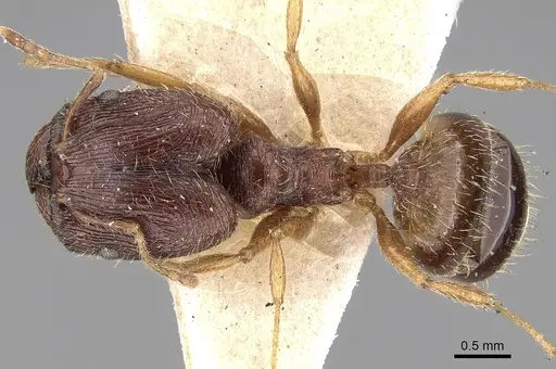 Pheidole sulcaticeps specimen CASENT0281654 image casent0281654_1