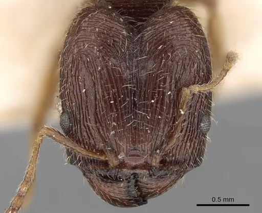 Pheidole sulcaticeps specimen CASENT0281654 image casent0281654_2