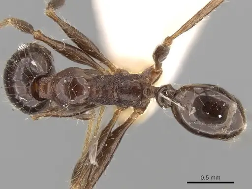 Pheidole sulcaticeps specimen CASENT0281655 image casent0281655_1