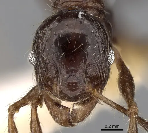 Pheidole sulcaticeps specimen CASENT0281655 image casent0281655_2