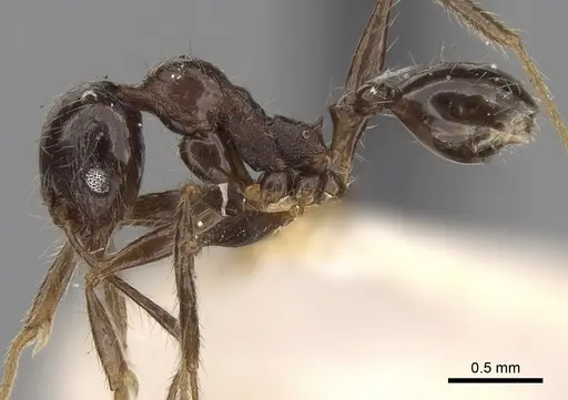 Pheidole sulcaticeps specimen CASENT0281655 image casent0281655_3