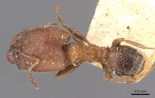 Pheidole sulcaticeps specimen CASENT0907961 image casent0907961_1