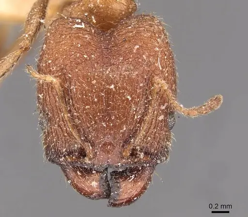 Pheidole sulcaticeps specimen CASENT0907961 image casent0907961_2
