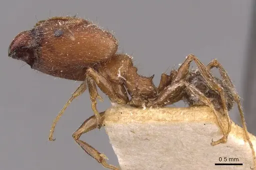 Pheidole sulcaticeps specimen CASENT0907961 image casent0907961_3