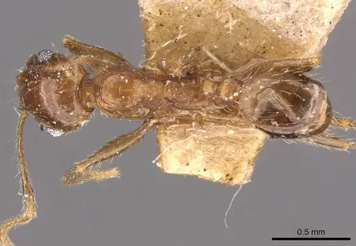 Pheidole sulcaticeps specimen CASENT0907962 image casent0907962_1