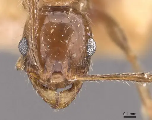 Pheidole sulcaticeps specimen CASENT0907962 image casent0907962_2