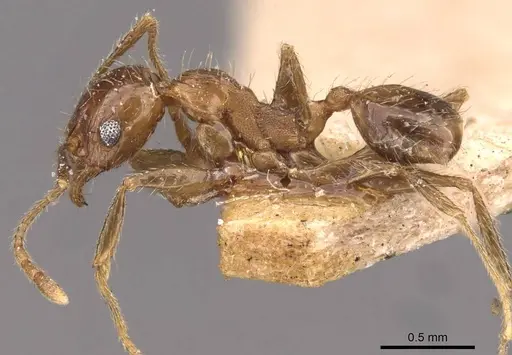 Pheidole sulcaticeps specimen CASENT0907962 image casent0907962_3