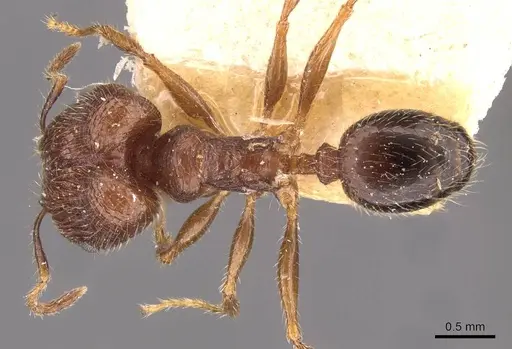 Pheidole sulcaticeps specimen CASENT0907963 image casent0907963_1