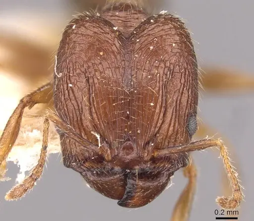Pheidole sulcaticeps specimen CASENT0907963 image casent0907963_2