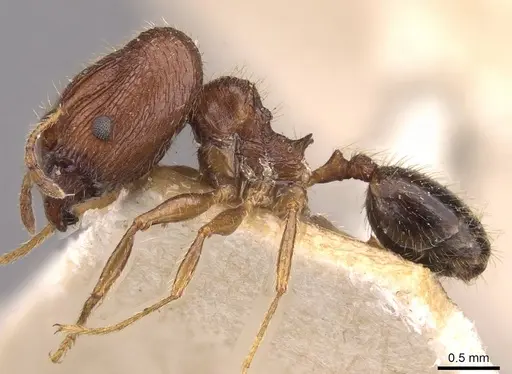 Pheidole sulcaticeps specimen CASENT0907963 image casent0907963_3