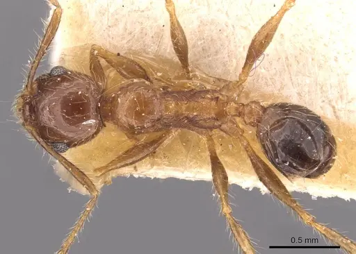 Pheidole sulcaticeps specimen CASENT0907964 image casent0907964_1
