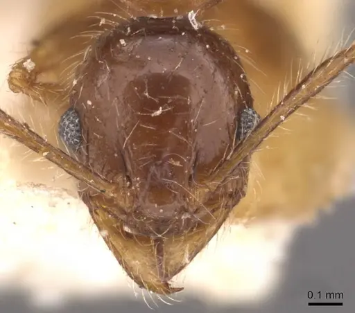 Pheidole sulcaticeps specimen CASENT0907964 image casent0907964_2