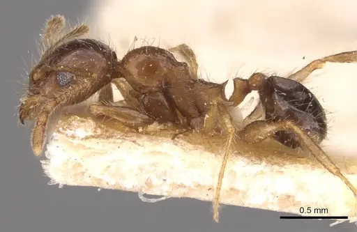Pheidole sulcaticeps specimen CASENT0907964 image casent0907964_3