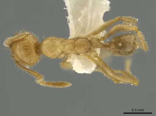 Pheidole superba specimen CASENT0645877 image casent0645877_1