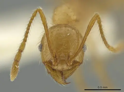 Pheidole superba specimen CASENT0645877 image casent0645877_2