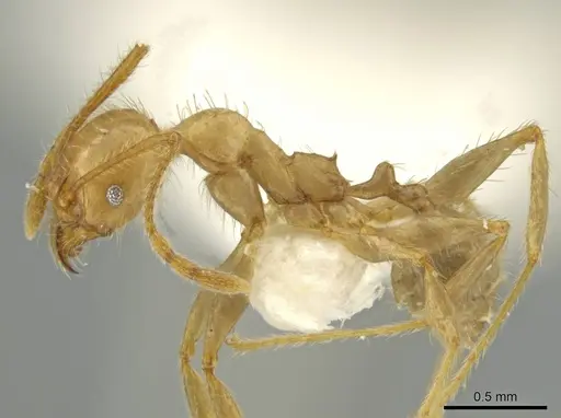Pheidole superba specimen CASENT0645877 image casent0645877_3