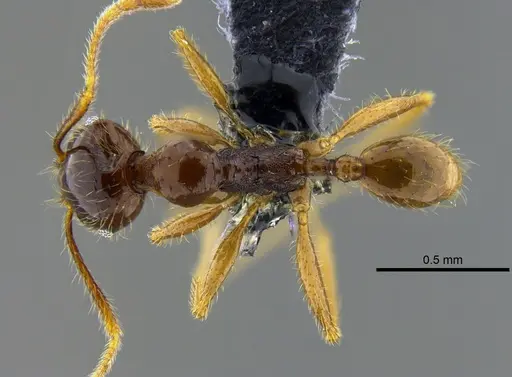 Pheidole superba specimen CBUMAGENT42052 image cbumagent42052_1