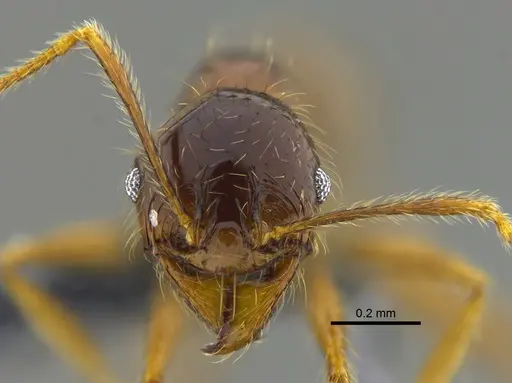 Pheidole superba specimen CBUMAGENT42052 image cbumagent42052_2