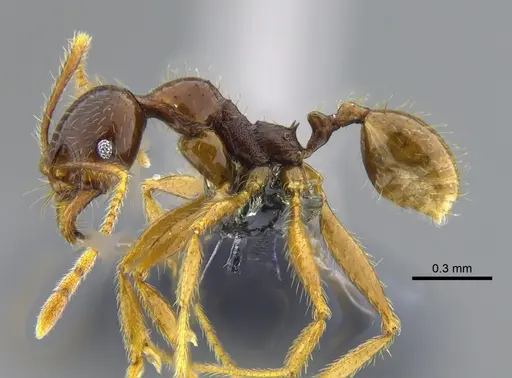 Pheidole superba specimen CBUMAGENT42052 image cbumagent42052_3