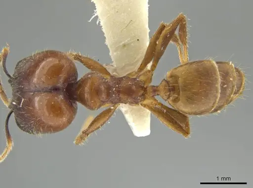 Pheidole superba specimen JTLC000016545 image jtlc000016545_1
