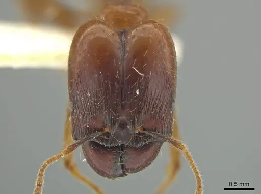 Pheidole superba specimen JTLC000016545 image jtlc000016545_2